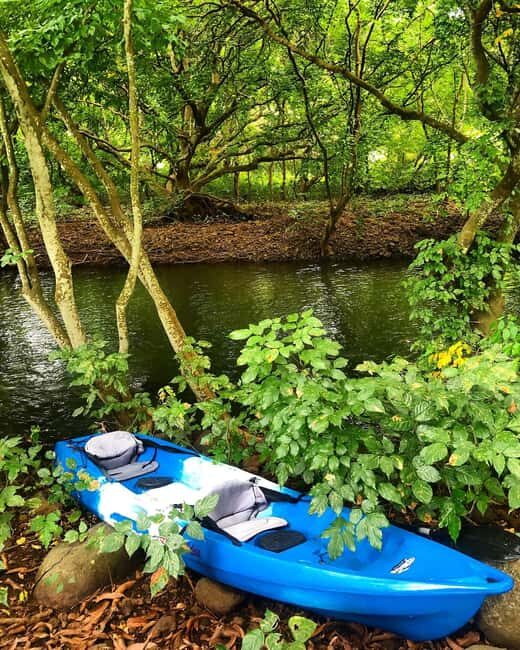 Mauritius: River Guided Kayak Tour with Monkeys - An In-Depth Look at the Mauritius Kayak Tour
