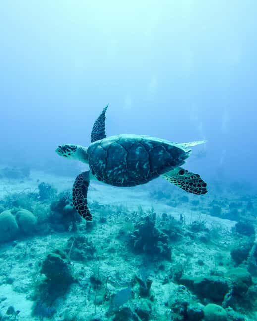Mauritius: Snorkeling with Turtles & Port Louis Street Food - Overall Value and Recommendations