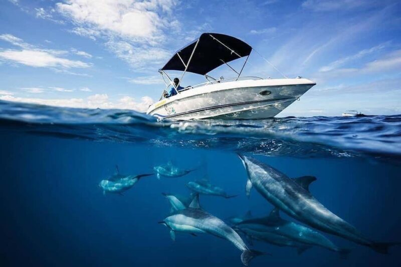 Mauritius: Swim with Dolphins Full-Day with Lunch/Drinks - Key Points