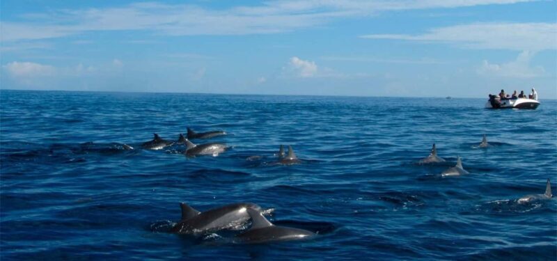 Mauritius: Swim with Dolphins Full-Day with Lunch/Drinks - Analyzing the Value for Money