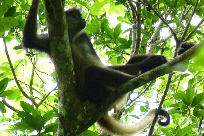 Mayan Adventure to Coba and Cenote and Punta Laguna from Valladolid - FAQs