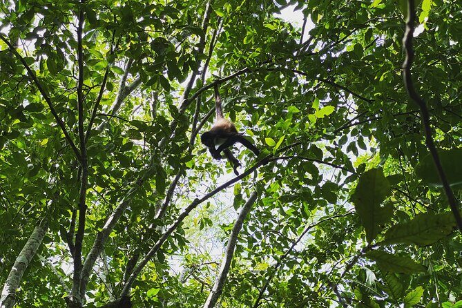 Mayan Jungle Adventure (Private, Full Day) - An In-Depth Look at the Mayan Jungle Adventure