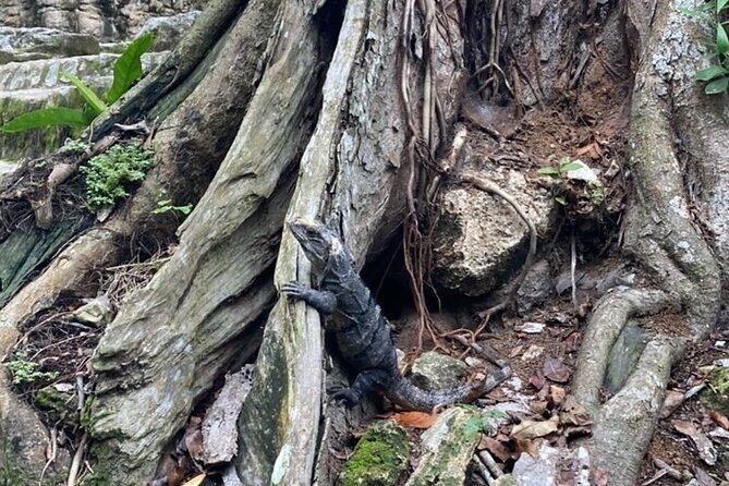 Mayan Jungle Adventure (Private, Full Day) - The Sum Up