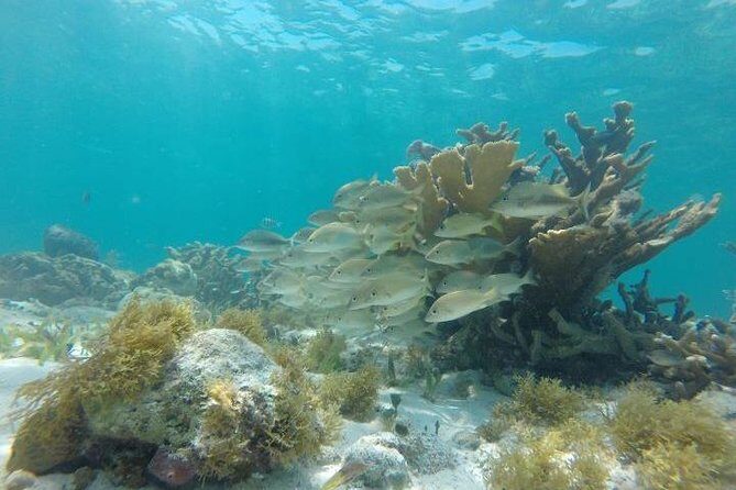 Mayan Jungle Tour Speed Boat Snorkel and Snack - Group Size and Logistics