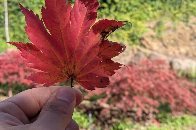 Mayfield Gardens Autumn Tour from Sydney with Echo Point Stop - Final Thoughts: Who Should Consider This Tour?