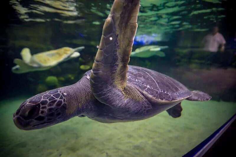 Mazatlan: Grand Aquarium Ticket and City Sightseeing Tour - An In-Depth Look at the Experience