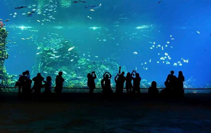 Mazatlan: Grand Aquarium Ticket and City Sightseeing Tour - The Sum Up