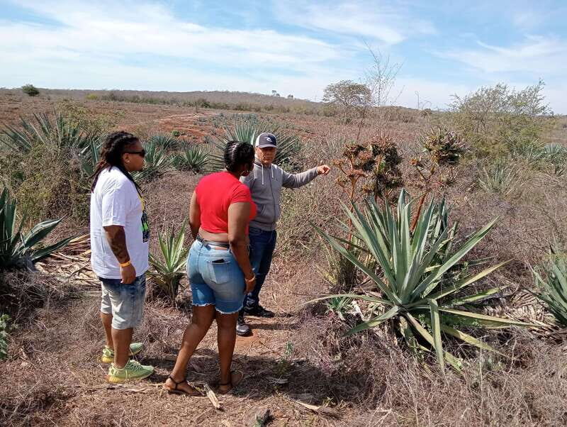 Mazatlan: Mezcal Factory Tour with Tasting and Lunch - A Practical Overview of the Tour