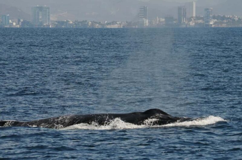 Mazatlán: Whale-Watching Boat Tour with Marine Experts - The Cost and What You’re Getting