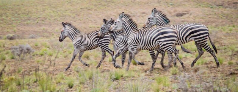 Mbeya: Kitulo National Park 2-Day Itinerary - Day 2: Discovering Hidden Gems and Cultural Connections