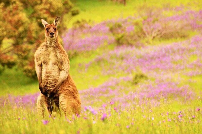 McLaren Vale 4x4 Premium Food and Wine Tour with Private Lunch - Final Thoughts