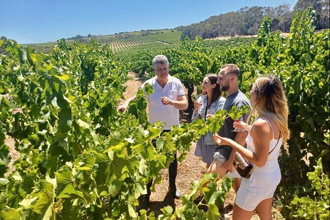 McLaren Vale Small Group Wine Tour inc d'Arenberg Cube & lunch - The Experience in Detail