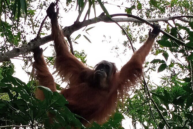 Medan - Bukit Lawang Fullday Tour - Practical Tips
