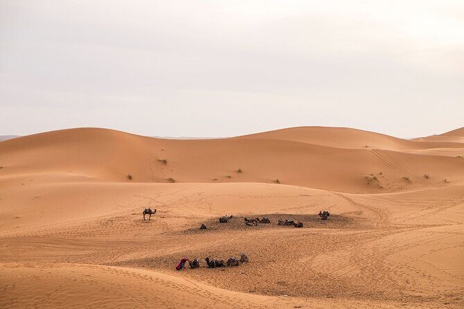 Medinas & Nature: Fez to Sahara Desert and Marrakech - The Grand Finale: Marrakesh and the High Atlas