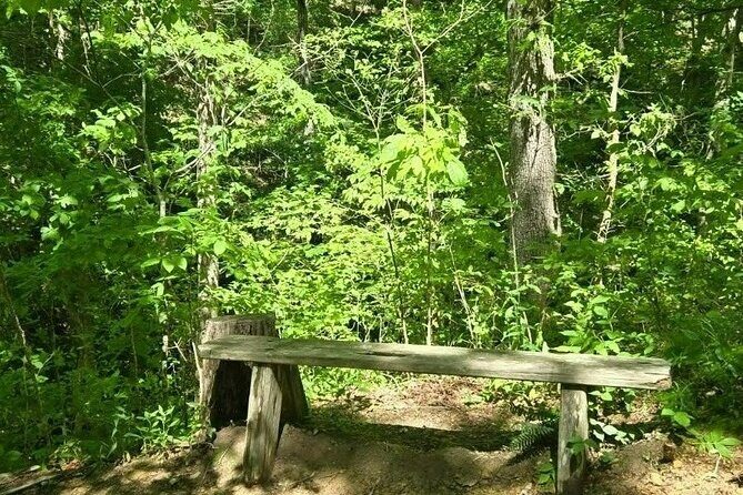 Meditative, Forest Bathing Hike followed by Yoga on the Deck - Who Will Appreciate This Tour?