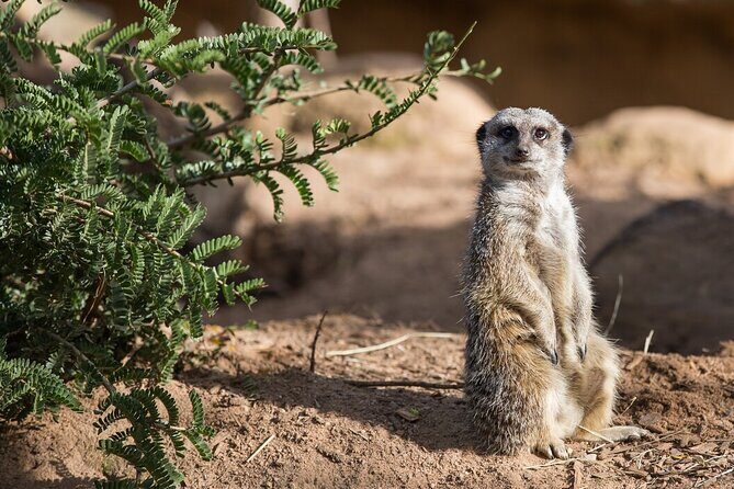 Meerkat Experience at Werribee Open Range Zoo - excl. entry - How is the tour structured?