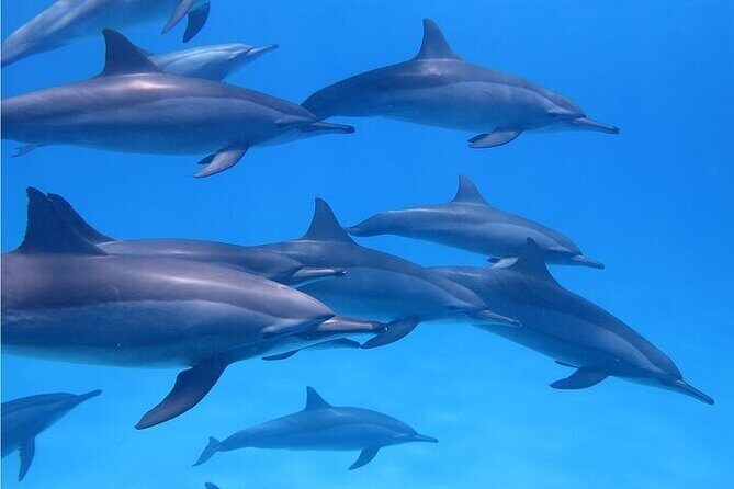 Meet Dolphins in Huatulco - Meet Dolphins in Huatulco: A Genuine Marine Encounter
