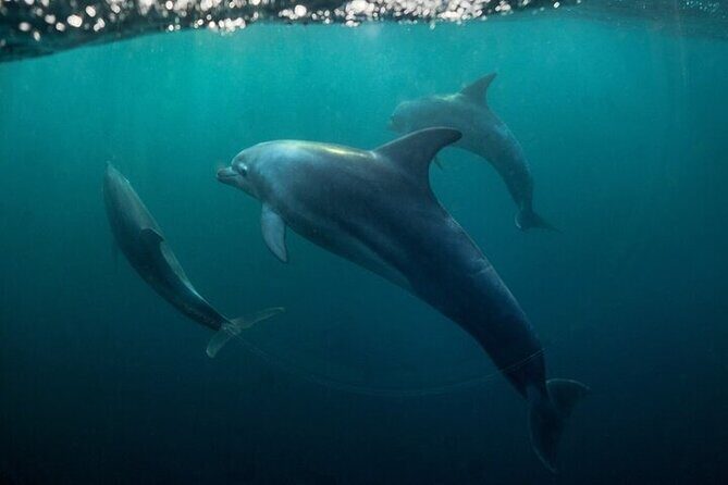 Meet Dolphins in Huatulco - A Detailed Look at the Tour Experience