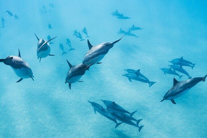 Meet Dolphins in Huatulco - Why This Tour Offers Real Value