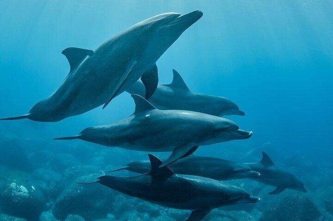 Meet Dolphins in Huatulco - Who Should Consider This Tour?