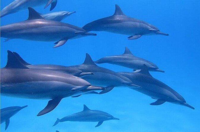 Meet Dolphins in Huatulco - The Sum Up