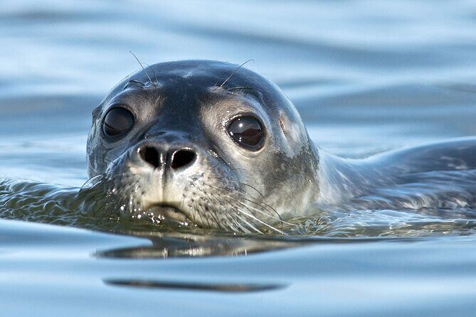 Meet The Seals Boat Tour - Travel by boat to a Secret Seal Cove - Key Points