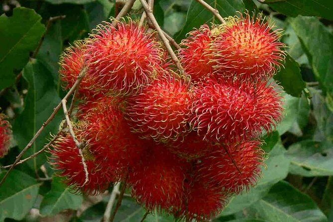 Mekong Delta Day Tour from Ho Chi Minh City - Introduction: Why the Mekong Delta Tour Stands Out