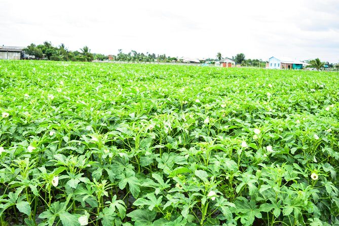 Mekong Delta Guided Tour from Ho Chi Minh City - FAQ