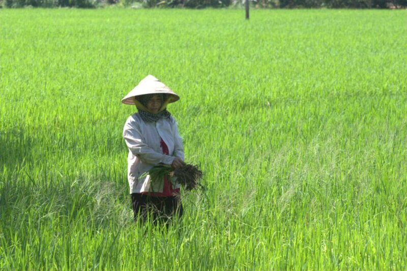 Mekong Delta Private Tour from Ho Chi Minh City - Regional Cuisine and Scenic Relaxation