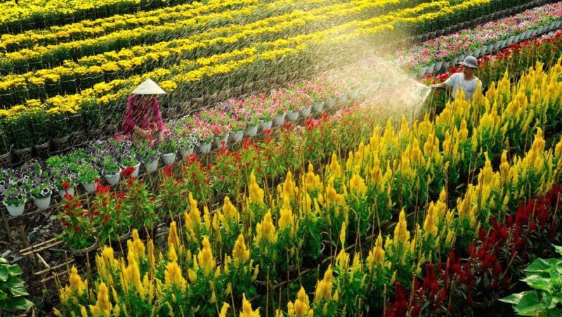 Mekong Delta Tour 2-Day (SaDec Can Tho - My Tho - Ben Tre) - Exploring the Itinerary in Detail