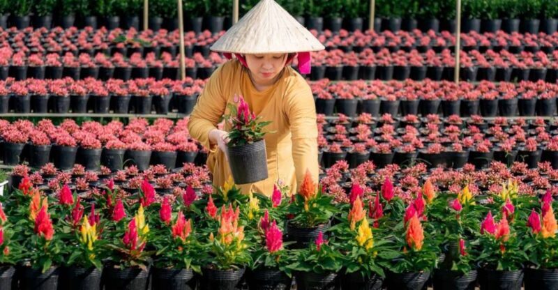 Mekong Delta Tour 2-Day (SaDec Can Tho - My Tho - Ben Tre) - Who Would Enjoy This Tour?