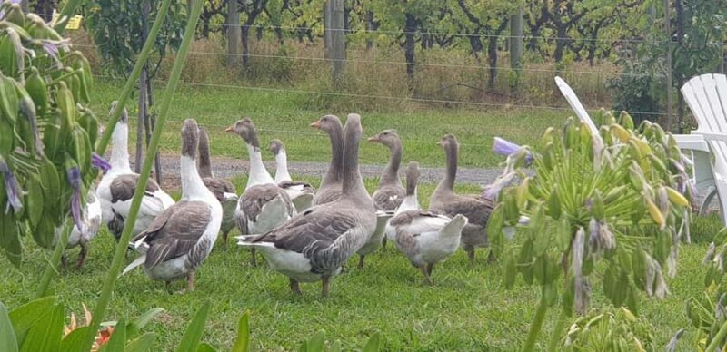 MEL: Private Yarra Valley Wine & Healesville Sanctuary Tours - Price and Value: Is It Worth It?