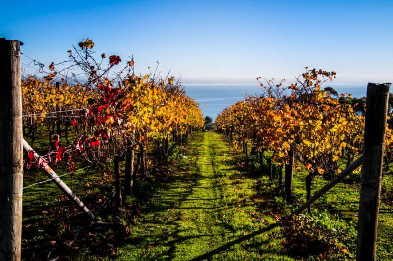 Melbourne: Around the Bay Food & Wine Taste Trail - Practical Considerations