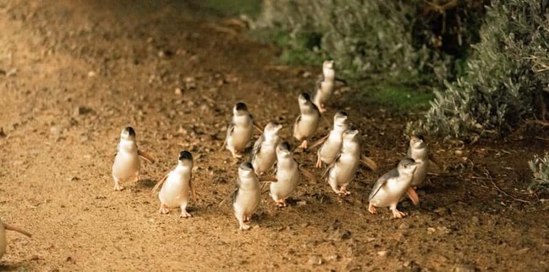 Melbourne: Boutique Phillip Island Wine, Dine & Penguin Tour - Koala Conservation Reserve: Up Close & Personal