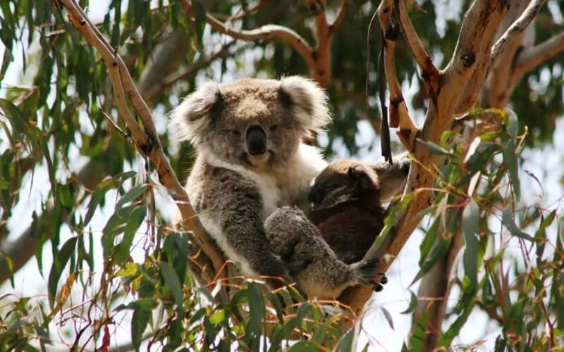 Melbourne: Boutique Phillip Island Wine, Dine & Penguin Tour - Who Should Consider This Tour?