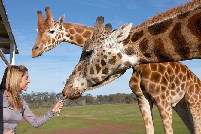 Melbourne City Card (2 Days): Visit Unlimited Attractions! - What We Think About the Price and Value