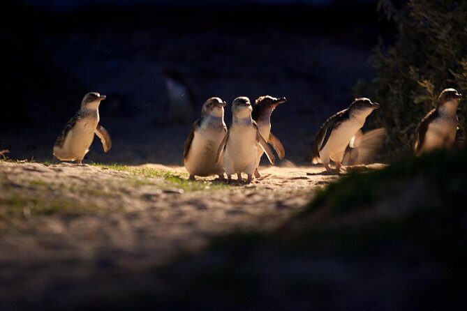 Melbourne City Tour and Phillip Island in One Day - The Value of This Tour