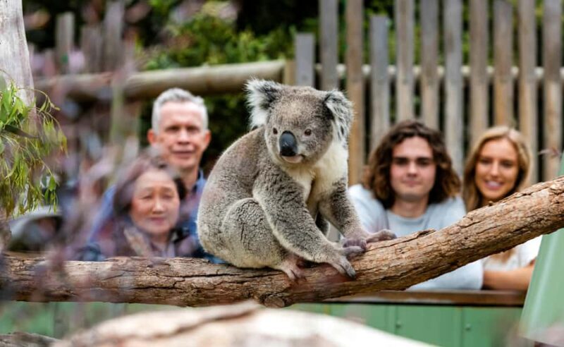 Melbourne City & Wildlife Sanctuary for Cruise Passengers - Key Points
