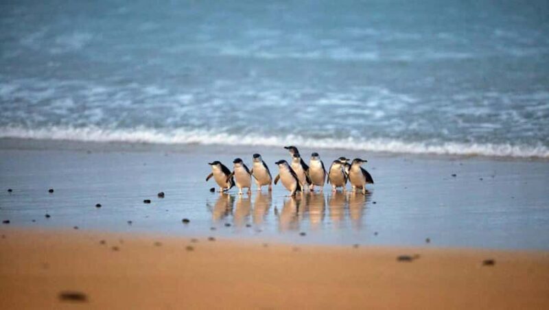 Melbourne: Coastal View & Phillip Isand Penguin Parade Tour - An In-Depth Look at the Tour Experience
