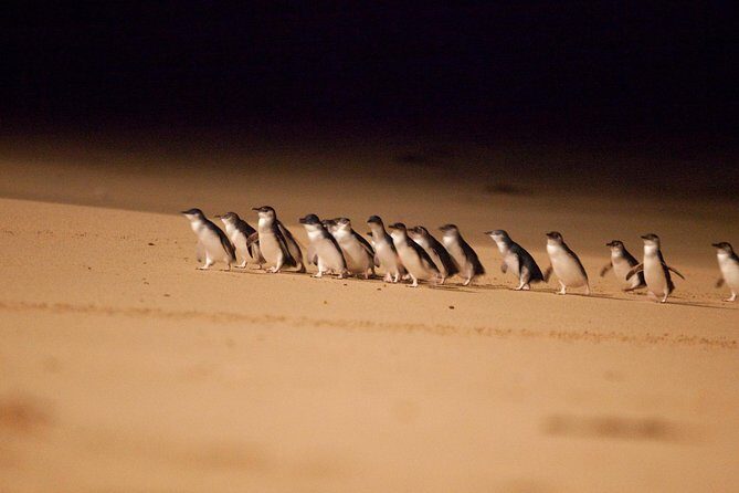 Melbourne Combo: Great Ocean Road Day Trip and Phillip Island Day Trip from Melbourne - Key Points
