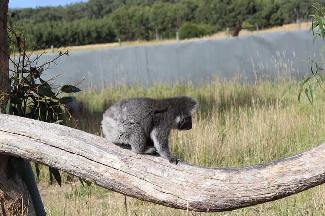 Melbourne Combo: Great Ocean Road Day Trip and Phillip Island Day Trip from Melbourne - FAQ Section