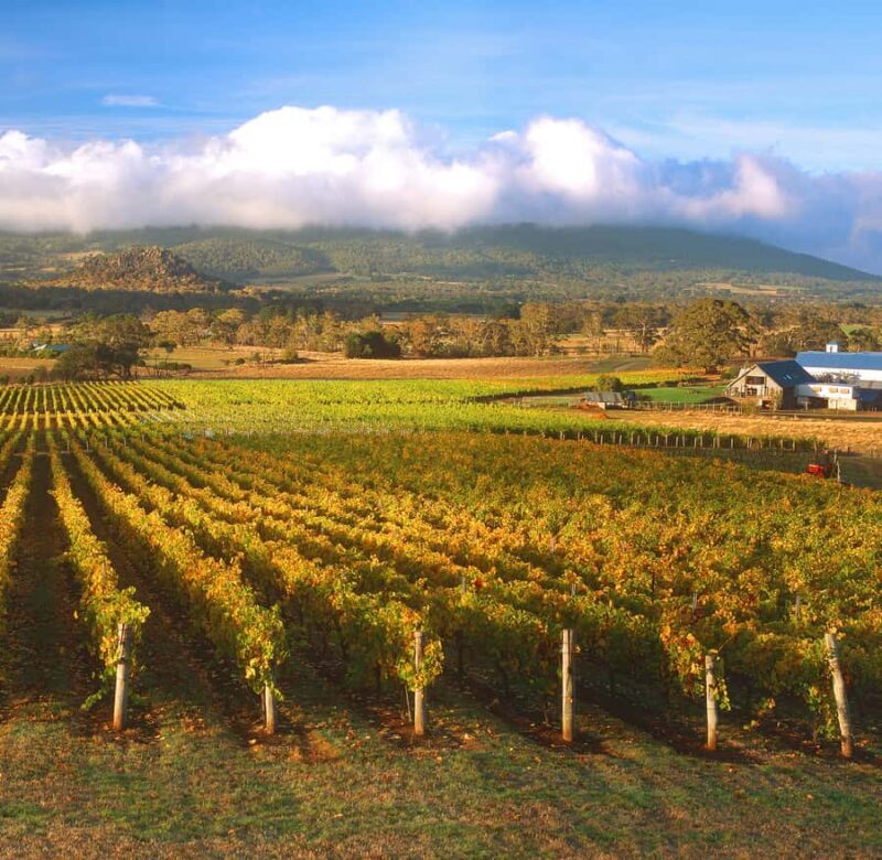 Melbourne: Full-Day Horses, Wine, and Beer Tour - How the Tour Runs: Logistics and Practicalities