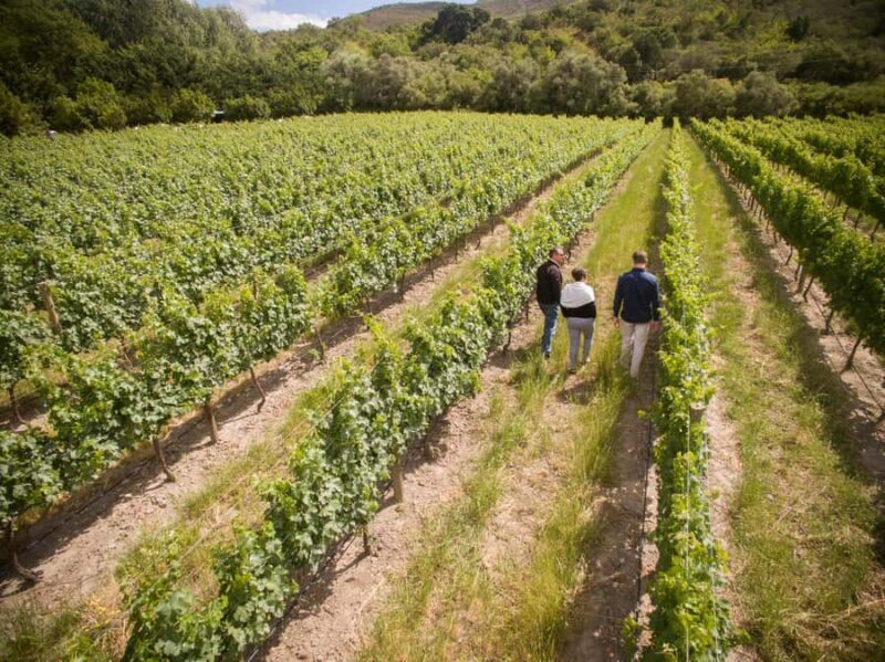 Melbourne: Full-Day Winemaker-Led Wine Tasting Tour - The Sum Up