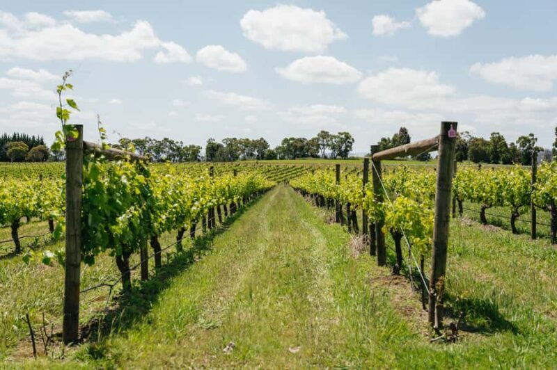 Melbourne: Full-Day Yarra Valley Wine Experience with Lunch - Afternoon Visits: Yering Farm and Soumah