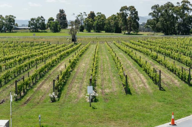 Melbourne: Full-Day Yarra Valley Wine Experience with Lunch - The Return Journey and Overall Experience