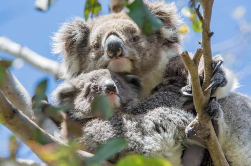 Melbourne: Great Ocean Road, 12 Apostles & Rainforest Tour - Key Points
