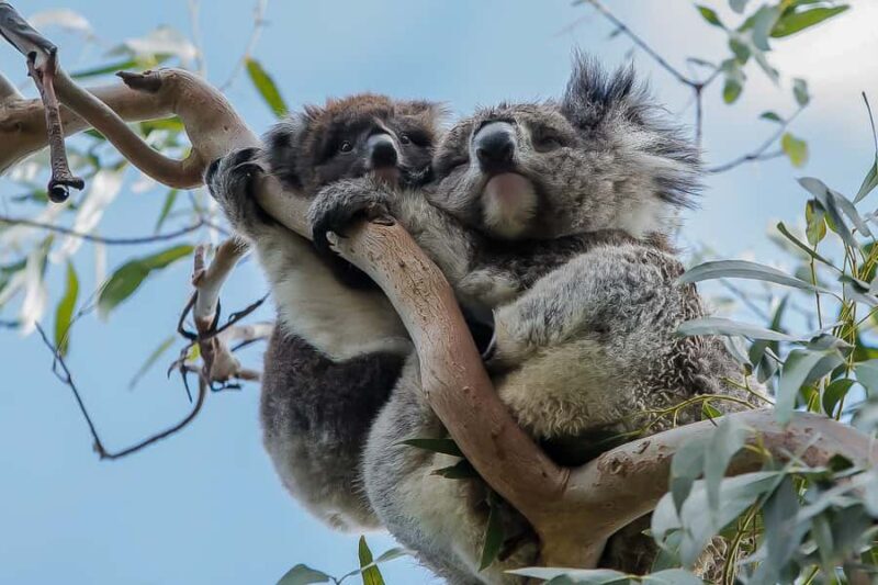Melbourne: Great Ocean Road 12 Apostles & Rainforest Tour - The Iconic Twelve Apostles and Loch Ard Gorge