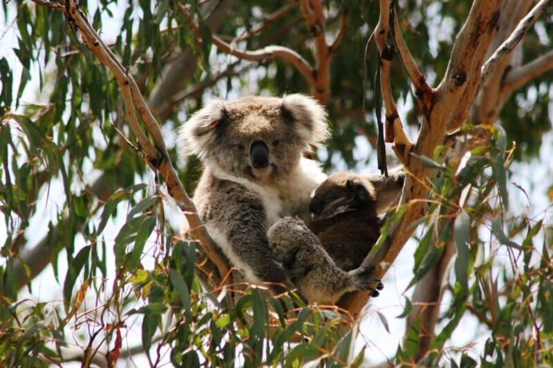 Melbourne: Great Ocean Road 12 Apostles & Rainforest Tour - Transportation & Group Experience