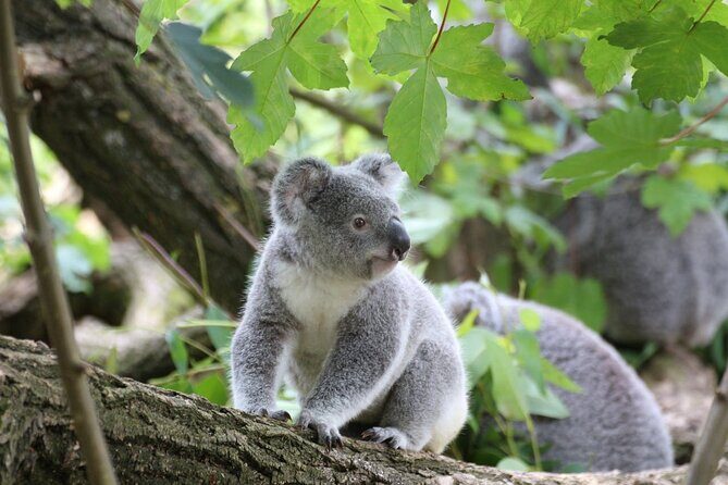 Melbourne: Great Ocean Road & Iconic Coastal Views Day Tour - Key Points