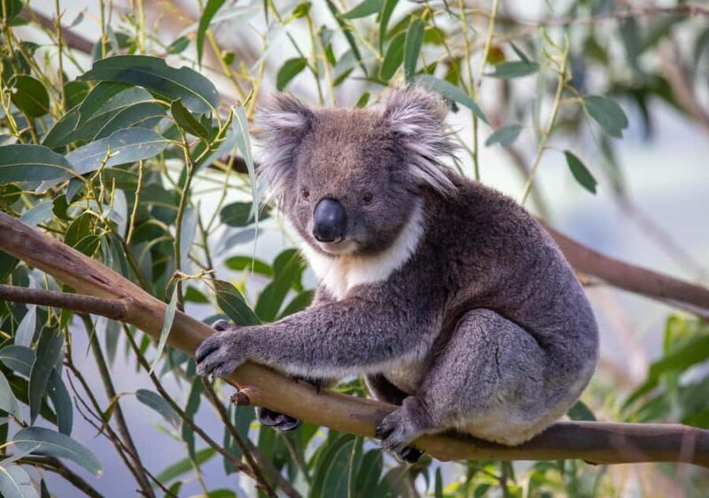 Melbourne: Great Ocean Road & Wildlife Tour for Backpackers - Transportation and Group Size